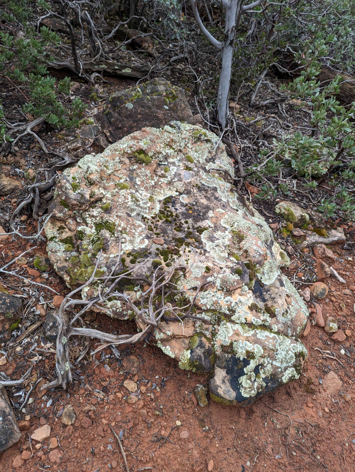 A lichen- and moss-covered rock among manzanita and red earth